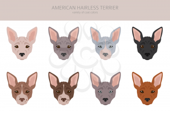 American hairless terrier all colours clipart. Different coat colors and poses set.  Vector illustration