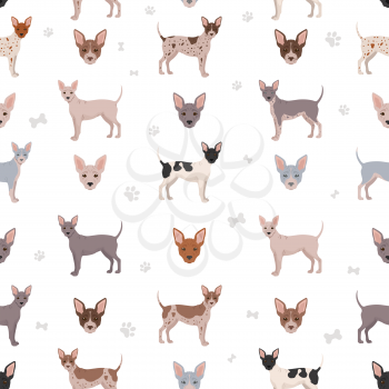 American hairless terrier all colours semless pattern. Different coat colors and poses set.  Vector illustration