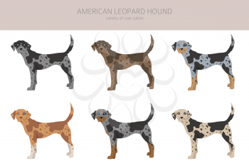 American leopard hound all colours clipart. Different coat colors and poses set.  Vector illustration