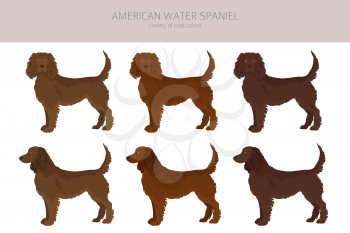 American water spaniel all colours clipart. Different coat colors and poses set.  Vector illustration