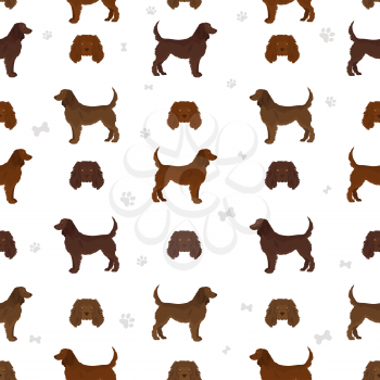 American water spaniel all colours clipart. Different coat colors and poses set.  Vector illustration