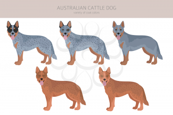 Australian cattle dog all colours clipart. Different coat colors and poses set.  Vector illustration