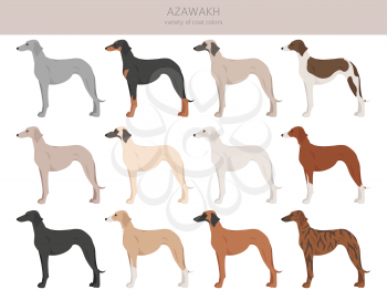 Azawakh all colours clipart. Different coat colors and poses set.  Vector illustration