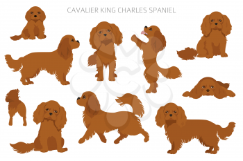 Cavalier King Charles spaniel clipart. Different poses, coat colors set.  Vector illustration