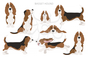 Basset hound clipart. Different coat colors and poses set.  Vector illustration
