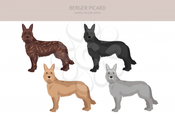 Berger picard clipart. Different coat colors and poses set.  Vector illustration