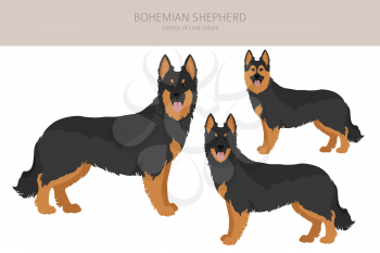 Bohemian shepherd clipart. Different coat colors and poses set.  Vector illustration