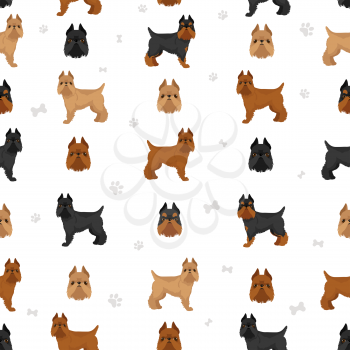 Brussels griffon seamless pattern. Different coat colors and poses set.  Vector illustration