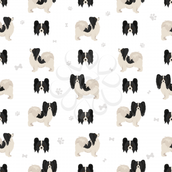 Papillon seamless pattern. Different poses, coat colors set.  Vector illustration
