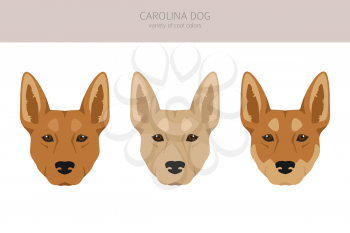 Carolina dog clipart. Different poses, coat colors set.  Vector illustration