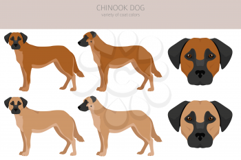 Chinook dog clipart. Different poses, coat colors set.  Vector illustration