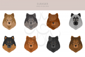 Eurasier dog clipart. Different poses, coat colors set.  Vector illustration