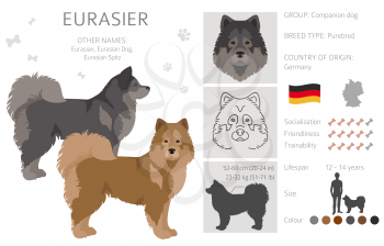 Eurasier dog clipart. Different poses, coat colors set.  Vector illustration