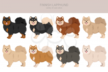 Fiinnish lapphund clipart. Different poses, coat colors set.  Vector illustration