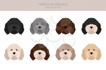 French water dog clipart. Different poses, coat colors set.  Vector illustration