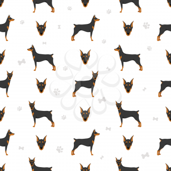 German pinscher seamless pattern. Different poses, coat colors set.  Vector illustration
