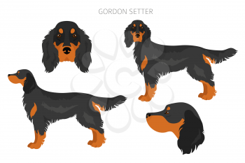 Gordon setter clipart. Different poses, coat colors set.  Vector illustration