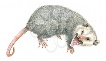 Royalty Free Clipart Image of a Possum 