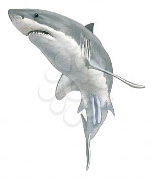 Royalty Free Clipart Image of a Great White Shark 