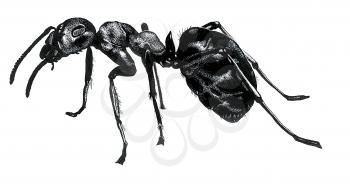 Royalty Free Clipart Image of a Black Ant 