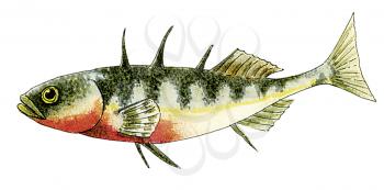 Royalty Free Clipart Image of a Three-Spined Sticklefish 