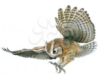 Royalty Free Clipart Image of an Eagle Owl 