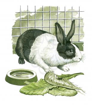 Royalty Free Clipart Image of a Pet Rabbit 
