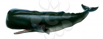 Royalty Free Clipart Image of a Sperm Whale 