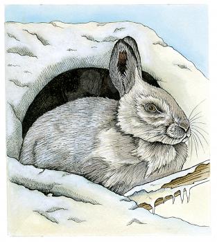 Royalty Free Clipart Image of an Arctic Hare 