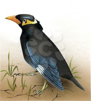 Royalty Free Clipart Image of a Bird