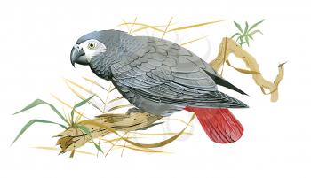 Royalty Free Clipart Image of an African Grey Parrot 