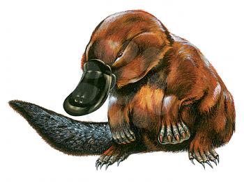 Royalty Free Clipart Image of a Platypus