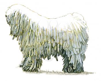 Royalty Free Clipart Image of a Komondor Dog 