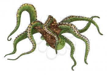 Royalty Free Clipart Image of a Green Octopus 