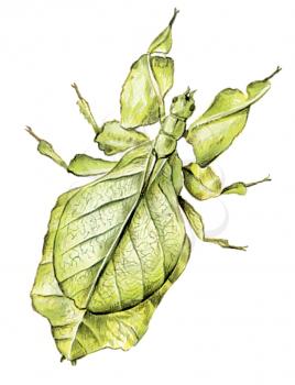 Royalty Free Clipart Image of a Leaf Bug 