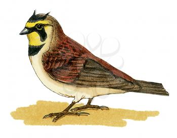 Royalty Free Clipart Image of a Horned Lark Bird