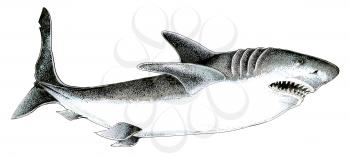 Royalty Free Clipart Image of a Shark 
