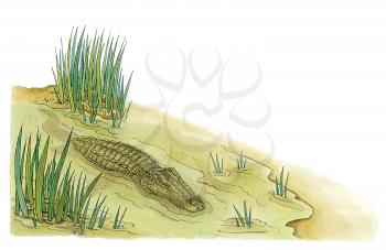 Royalty Free Clipart Image of a crocodile