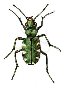 Royalty Free Clipart Image of a Beetle 