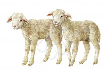 Royalty Free Clipart Image of Two Lambs 