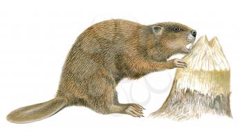 Royalty Free Clipart Image of a Beaver 