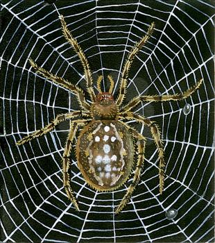 Royalty Free Clipart Image of an Orb Weaver Spider