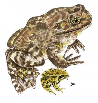 Royalty Free Clipart Image of Frogs