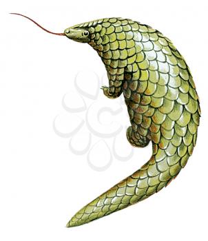 Royalty Free Clipart Image of a Pangolin 