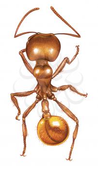 Royalty Free Clipart Image of a Red Fire Ant 