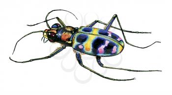 Royalty Free Clipart Image of a Ground Beetle
