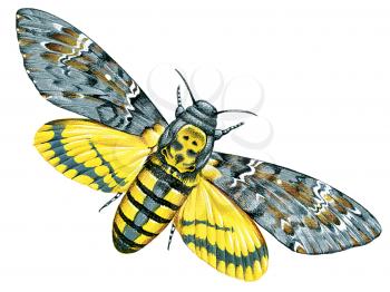 Royalty Free Clipart Image of a Hawk Moth 
