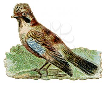 Bird Illustration