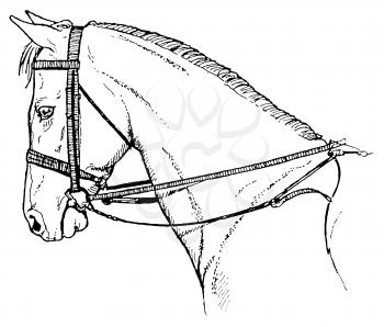 Horses Illustration