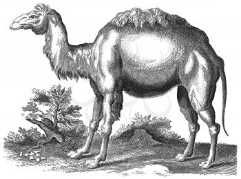 Mammal Illustration